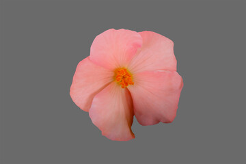 Pink begonia flower.