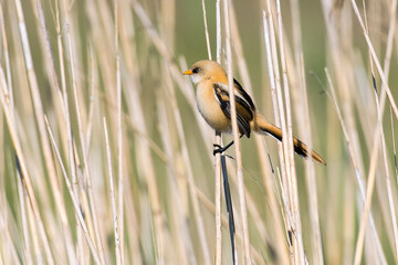 Bartmeise (Panurus biarmicus) Jungvogel Männchen