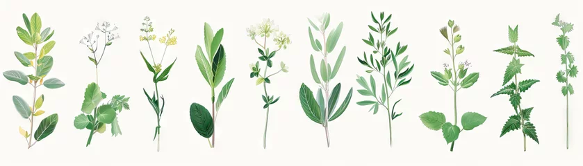 Poster Botanical Bounty Trove: Gathering Rare Plants and Botanical Specimens © Lila Patel