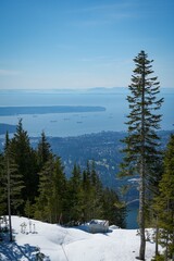 Pine Tree View of Vancouver's Port - British Columbia