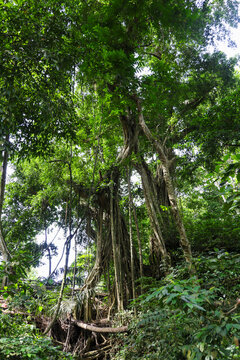 Rainforest in Bali, Indonesia