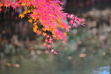 紅葉に注目して