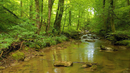 Obraz premium Majestic calm and relaxing forest river.