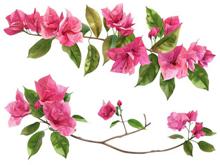 Blooming branch, flowers and inflorescence of bougainvillea isolated on white background PNG