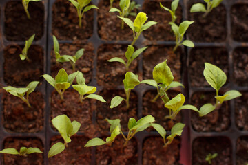 Small pepper seedlings in pots