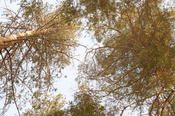 Treetops and sky view from below