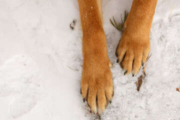 Paws of a German Shepherd on the snow