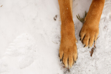 Paws of a German Shepherd on the snow
