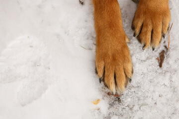 Paws of a German Shepherd on the snow