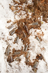 Bottles in the forest in the spring after the snow melts