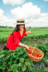 Stunning woman in red dress gathering Strawberries at the farm