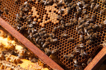 Working bees in a hive on honeycomb. Bees inside hive with sealed and open cells for their young..