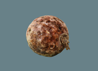 Round old spoiled pumpkin.