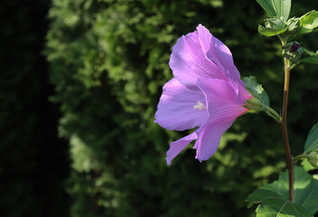 Syrian hibiscus blooms.