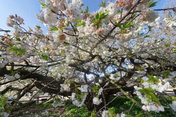 Cherry blossom in the Garden of the Plants. Paris 5th arrondissement