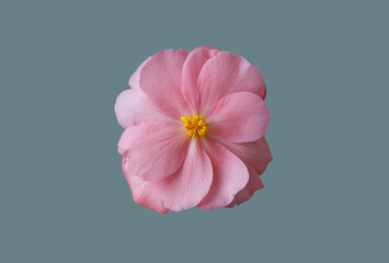 Pink begonia flower.