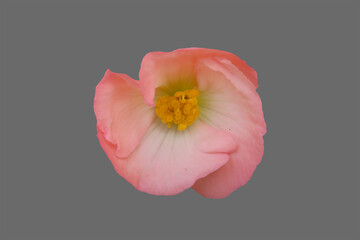 Pink begonia flower.
