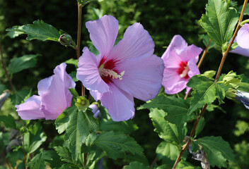 Syrian hibiscus blooms.