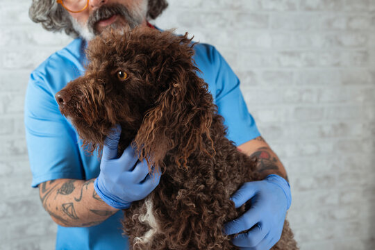 Veterinary Technician Examining a Dog