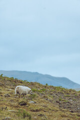 sheep in iceland