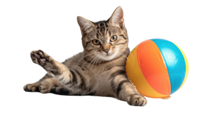 Cat Playing with a Beach Ball Isolated On Transparent Background