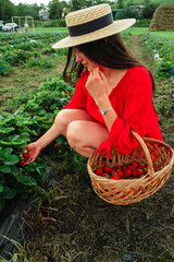 Happy woman at the farm put Strawberries in the Basket