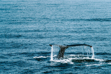 Humpbackwhale humpback whale in iceland fluke in the atlantic ocean