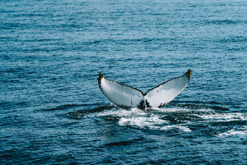 Obraz premium Humpbackwhale humpback whale in iceland fluke in the atlantic ocean