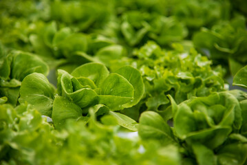 Salad farm vegetable green oak lettuce. Close up fresh organic hydroponic vegetable plantation produce green salad hydroponic cultivate farm. Green oak lettuce salad in green Organic plantation Farm