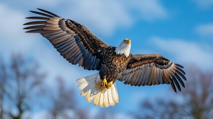 Fototapeta premium Bald Eagle in Flight Against Blue Sky