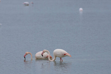 Two flamingos in a swamp