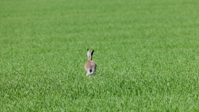 a hare running through the field of wheat in slow motion