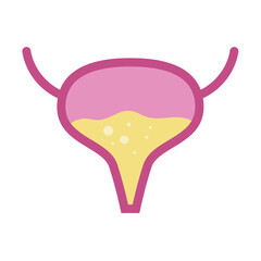 bladder vector illustration white background. illustration of body organs