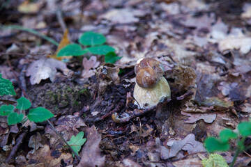 Single Boletus edulis or porcini mushroom growing in the forest. .