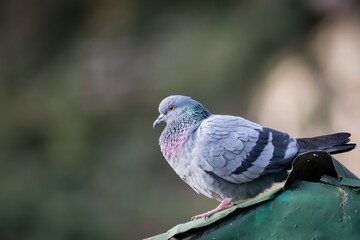 close up shot of a pigeon perching on rooftop