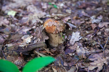 Single Boletus edulis or porcini mushroom growing in the forest. .