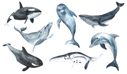 Watercolor whale illustration isolated on white background. Hand-painted realistic underwater animal art. Humpback, Grey, Blue, Killer, Bowhead, manta whales for prints, poster, cards. - obrazy, fototapety, plakaty