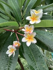 Frangipani flower in the garden