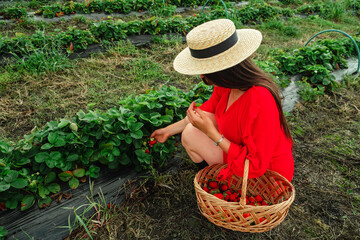 Happy woman at the farm put Strawberries in the Basket