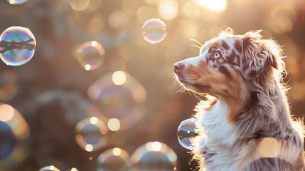 Fotobehang An Australian Shepherd dog playfully chasing soap bubbles, its fur a blur of excitement. © Muhammad