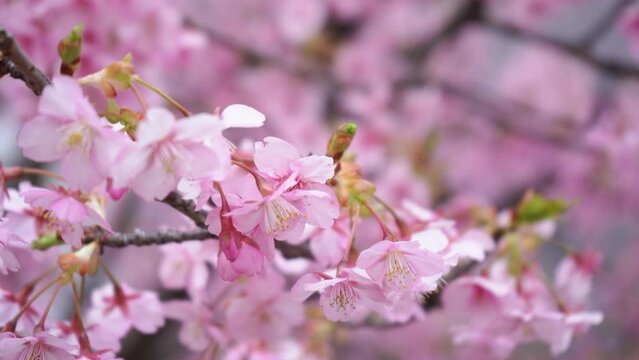 Blooming pink sakura flower in public park in Japan