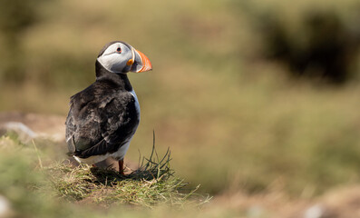 Close-Up of a Puffin Bird on Coastal Cliff Against Blue Sky A Colorful and Detailed Portrait of a...