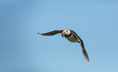 an arctic puffin flying back to the nest with fish - obrazy, fototapety, plakaty