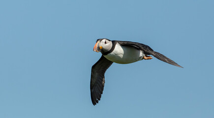 an arctic puffin flying back to the nest with fish