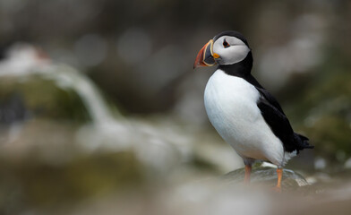 Close-Up of a Puffin Bird on Coastal Cliff Against Blue Sky A Colorful and Detailed Portrait of a Puffin with a Bright Orange Beak