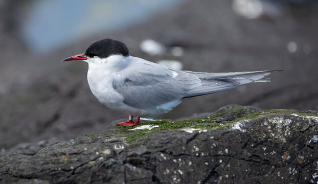 common tern sterna hirundo standing on sea rocks