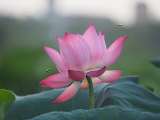  The lotus, Vietnam's national flower, is in full bloom