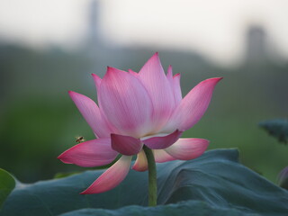  The lotus, Vietnam's national flower, is in full bloom
