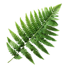 Fern leaf against an isolated white background