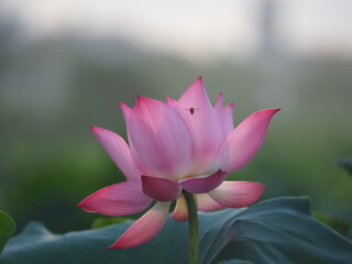 The lotus, Vietnam's national flower, is in full bloom